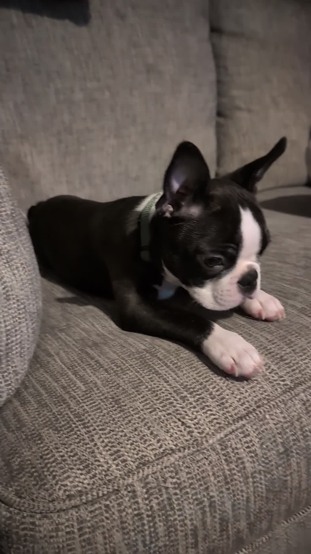 Boston Terrier dogs for sale: SOLD** - Video 1
