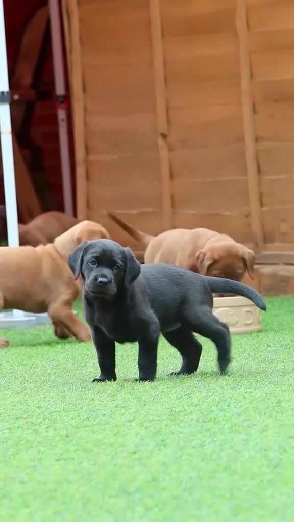 Labrador Retriever dogs for sale: Outstanding fully health tested fox red and black  - Video 1