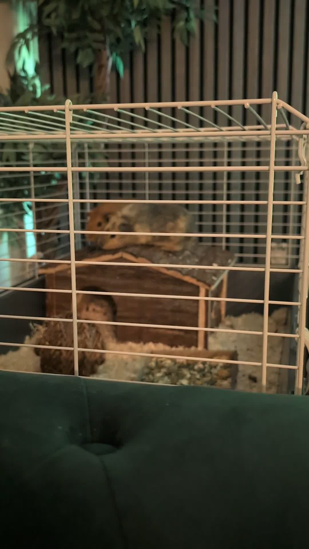 Guinea Pig rodents for sale: 2 bonded male guinea pigs  - Video 2