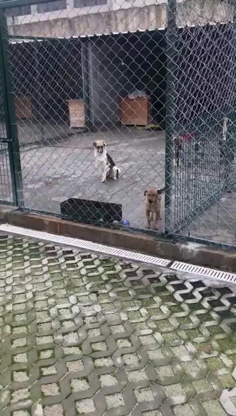 Mixed Breed dogs for adoption: Horace, 1.5 yr approx. Available for adoption. - Video 1