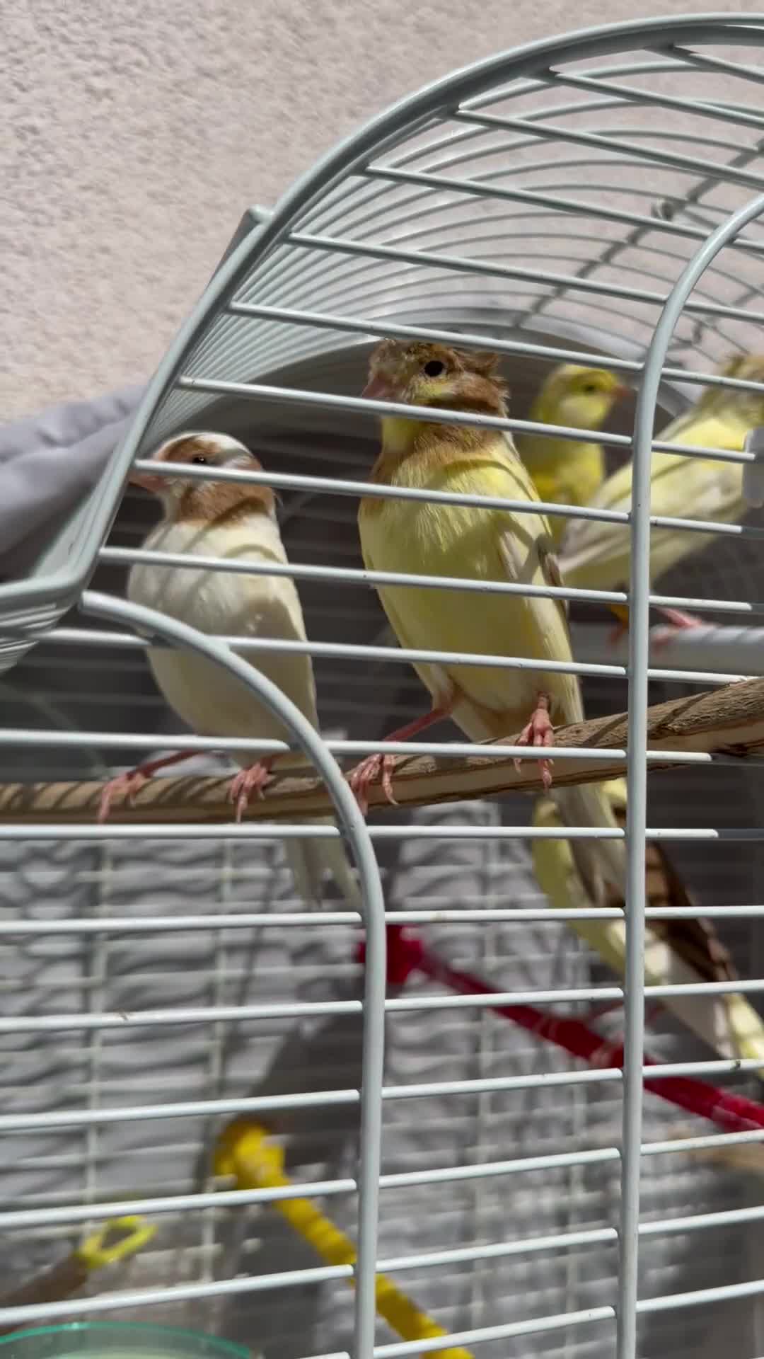 Canaries birds for sale: Crested and Gloster canry   - Video 1