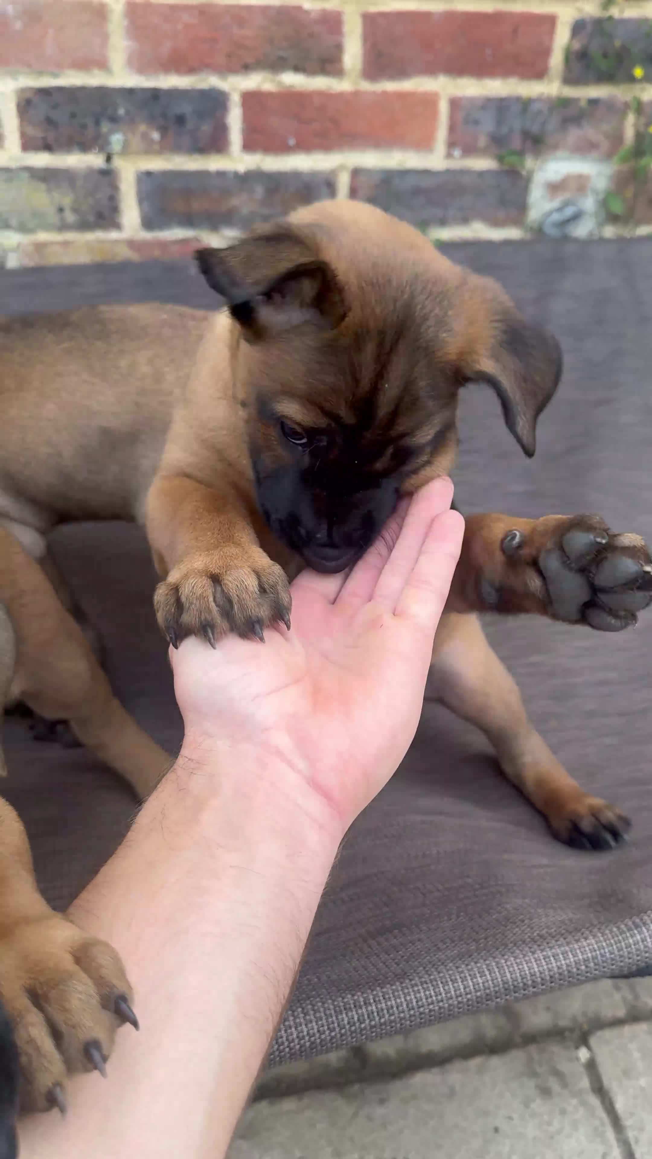 Mixed Breed dogs for sale: Herders in Godstone - Video 1