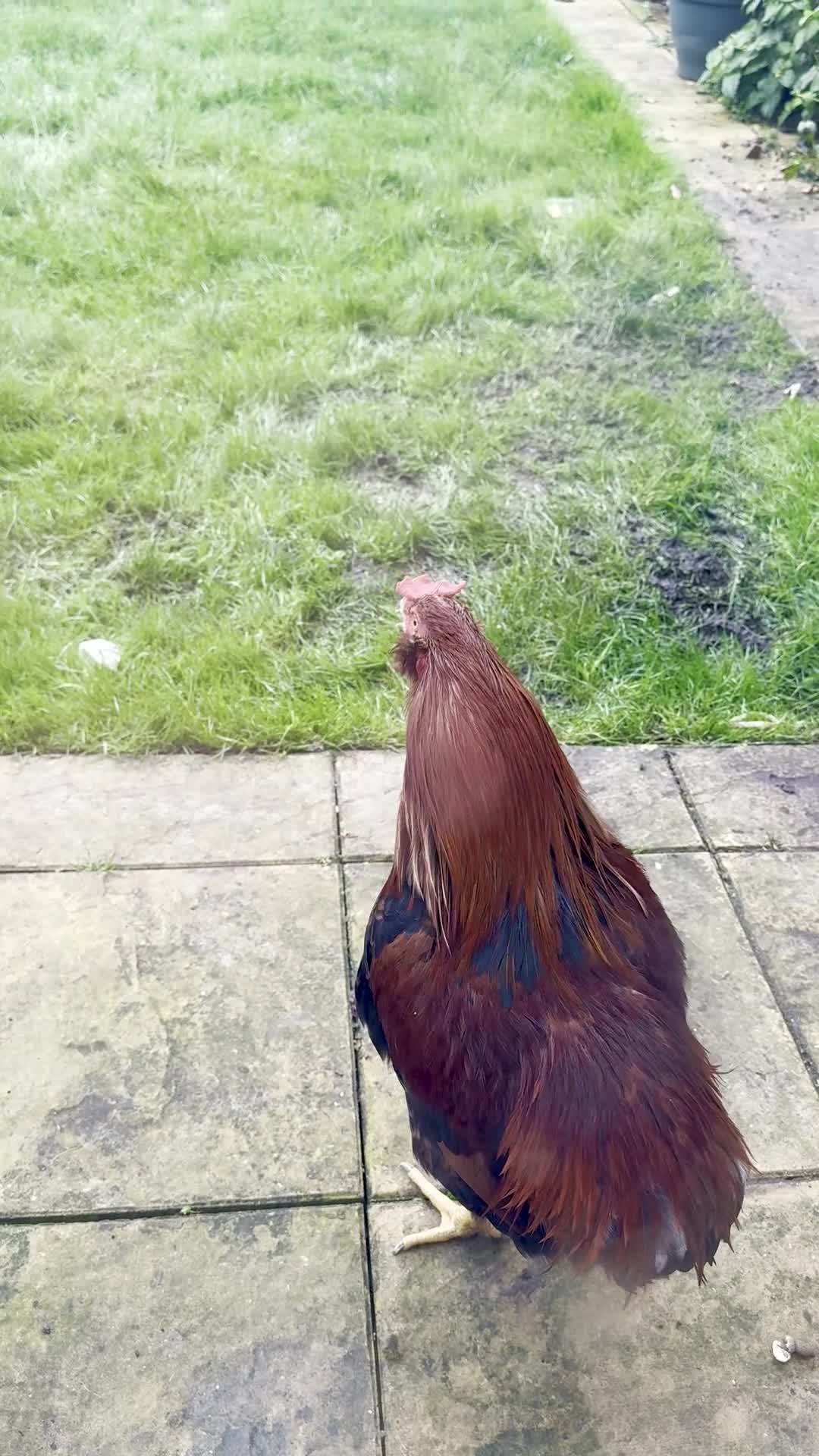 Chickens poultry for sale: Healthy Young Cockerel - Video 1