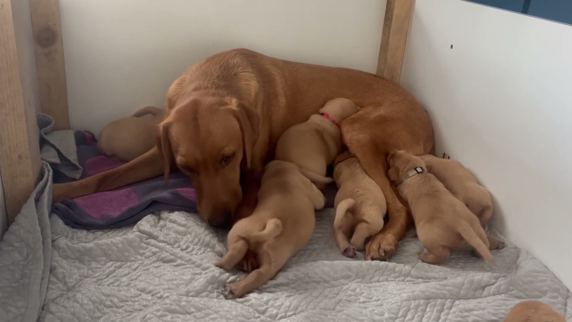 Labrador Retriever dogs for sale: KC registered Fox red labradors in Peterborough - Video 1