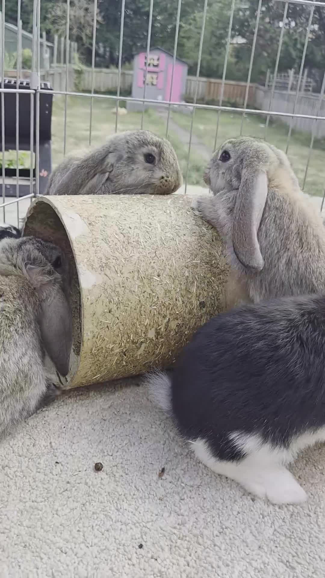 French Lop rabbits for sale: 10 beautiful show quality french lop kits  - Video 1