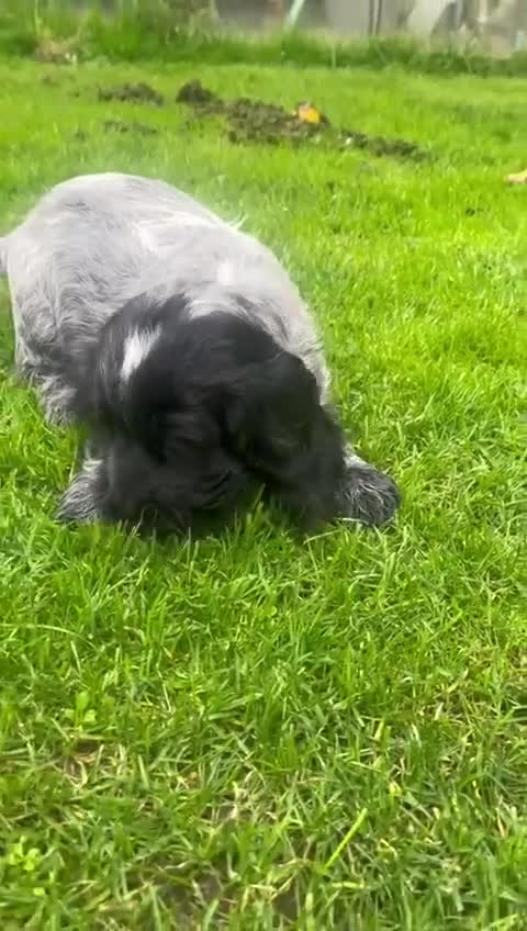 Cocker Spaniel dogs for sale: One beautiful blue roan boy unexpectedly available - Video 1