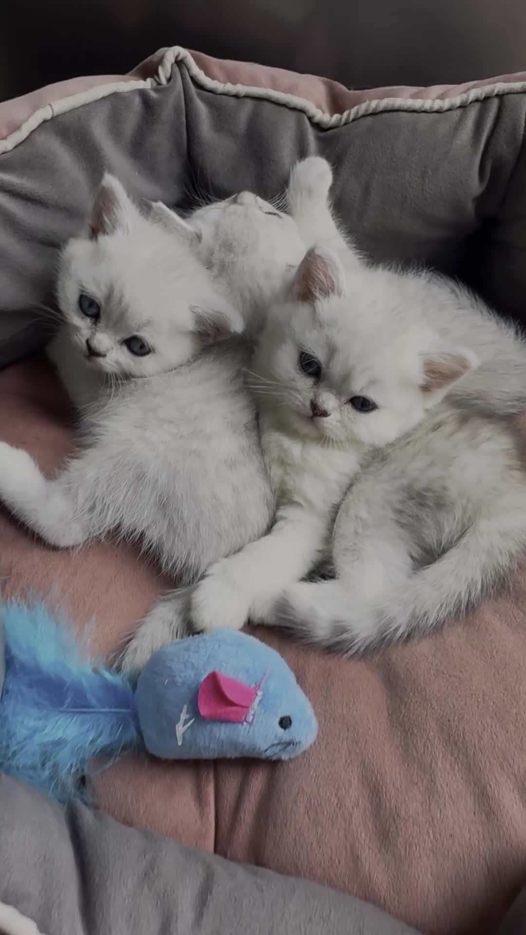 Scottish Fold cats for sale: 4 Scottish Straight Boys  - Video 1