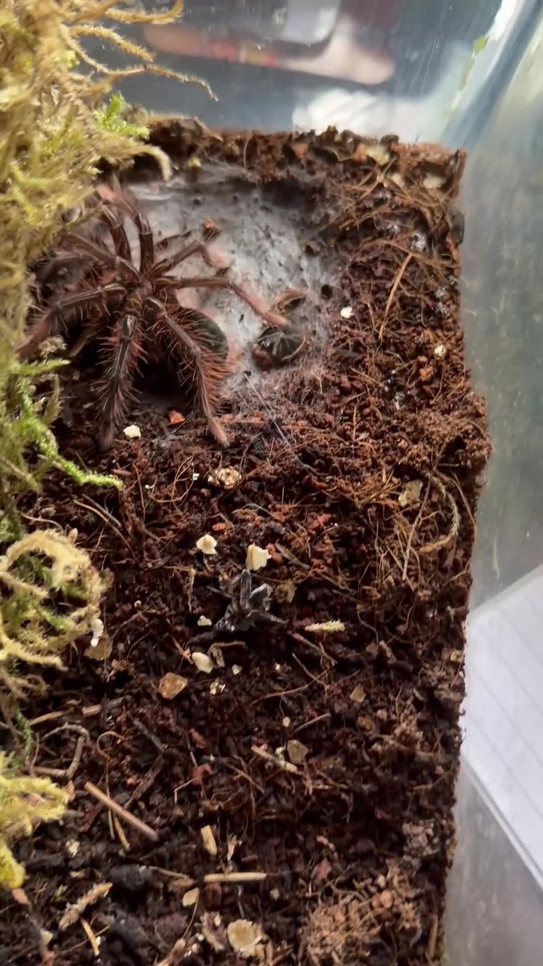 Tarantulas invertebrates for sale: Therophosa apophysis pink foot Goliath birdeater in Stoke-on-Trent - Video 1