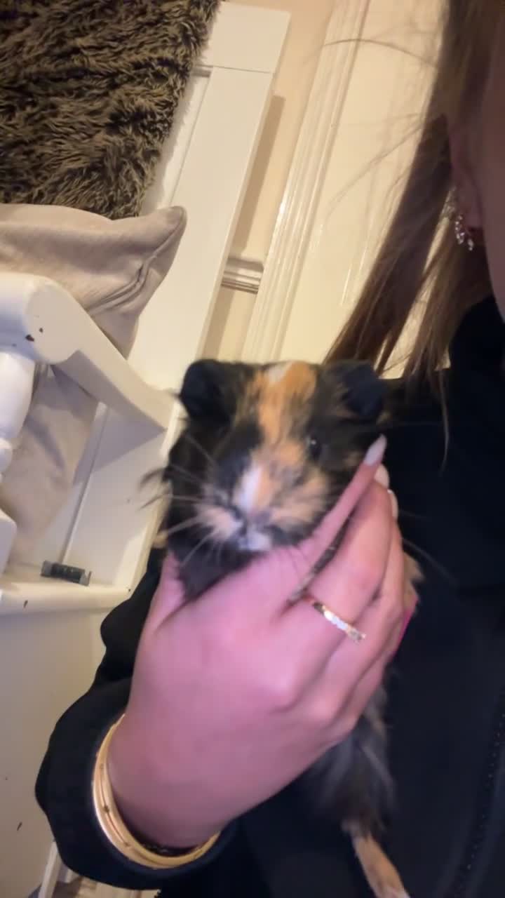 Guinea Pig rodents for sale: Two male guinea pigs  - Video 1