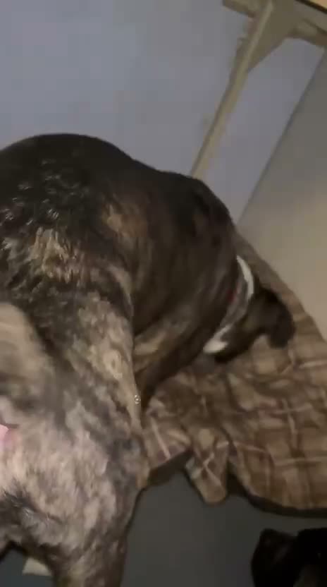 Mixed Breed dogs for sale: Juke - 7 month pup in Birmingham - Video 1