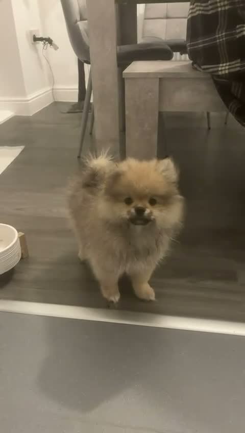 Pomeranian dogs for stud: Our pommy is up for stud 🐾  - Video 2
