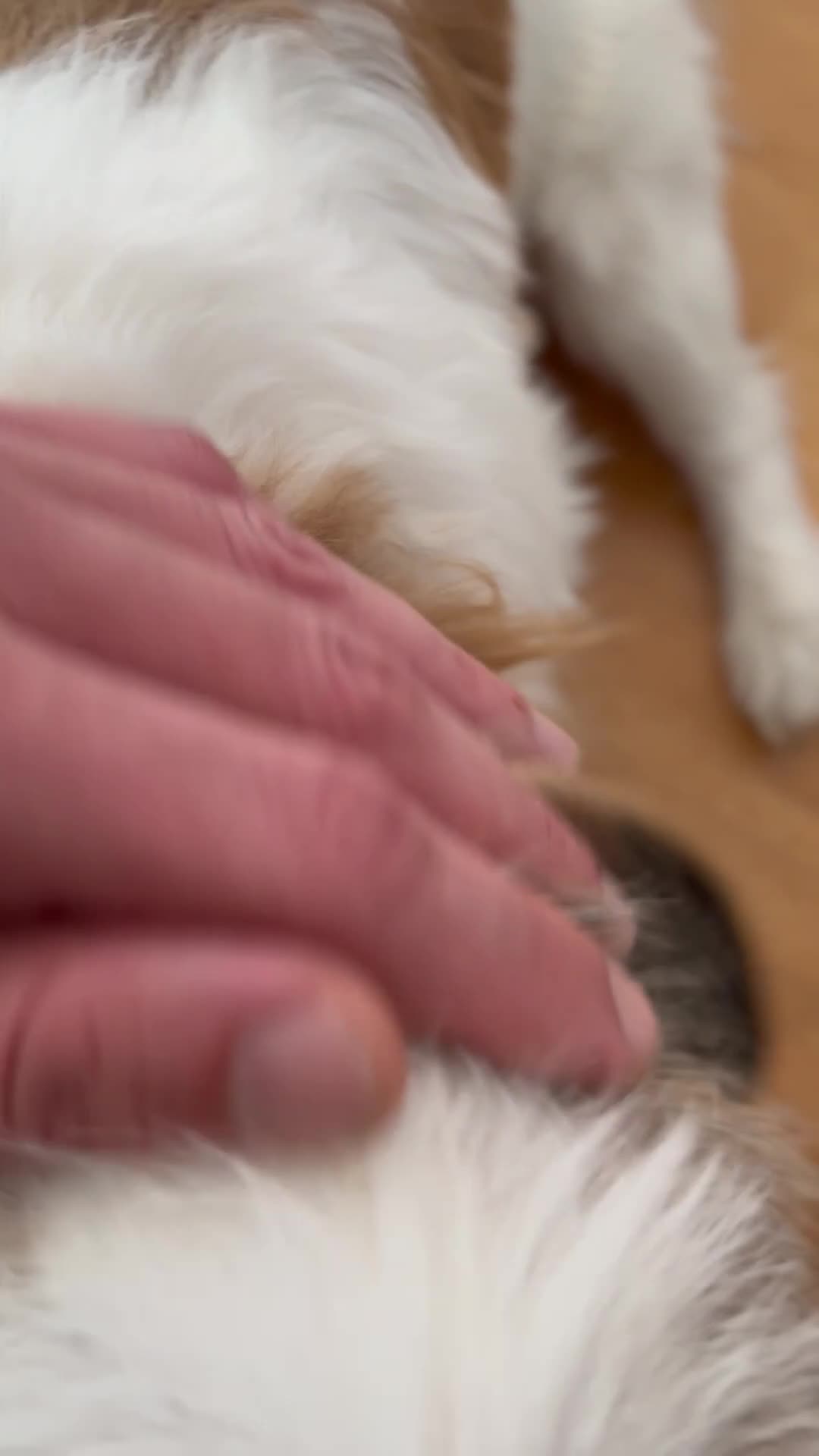 Shih Tzu dogs for stud: Beautiful Purebred Shih Tzu Stud Teddy - Video 1