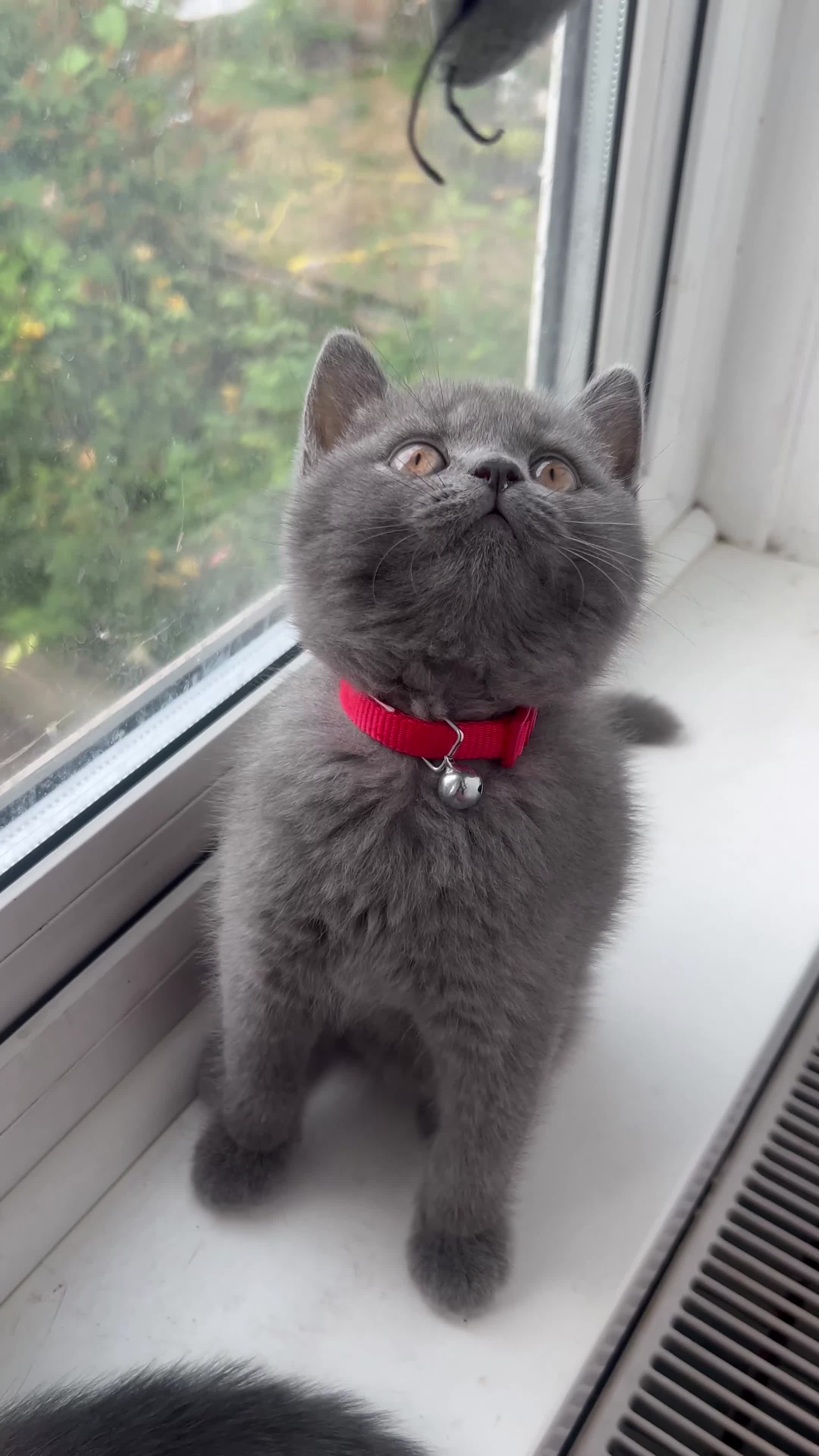 British Shorthair cats for sale: 🏆GCCF & TICA Pedigree Kitten, DELIVERY AVAILABLE! - Video 4