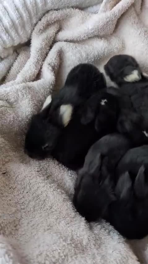 Mini Lop rabbits for sale: Beautiful Mini Lops For Sale  ˖Ი𐑼⋆ FOUR LEFT  - Video 2