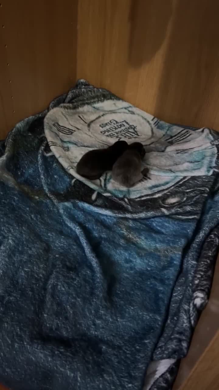 British Longhair cats for sale: Two beautiful kittens  - Video 1