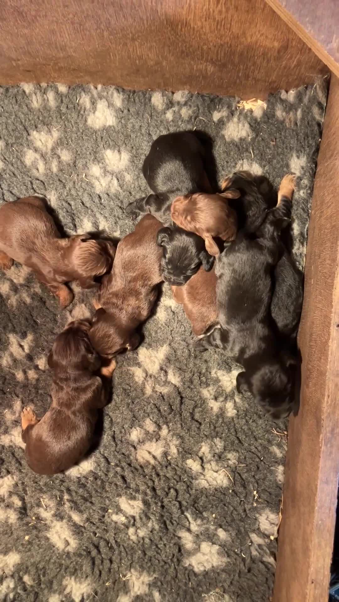 Cocker Spaniel dogs for sale: Cocker spaniel puppies - Video 1