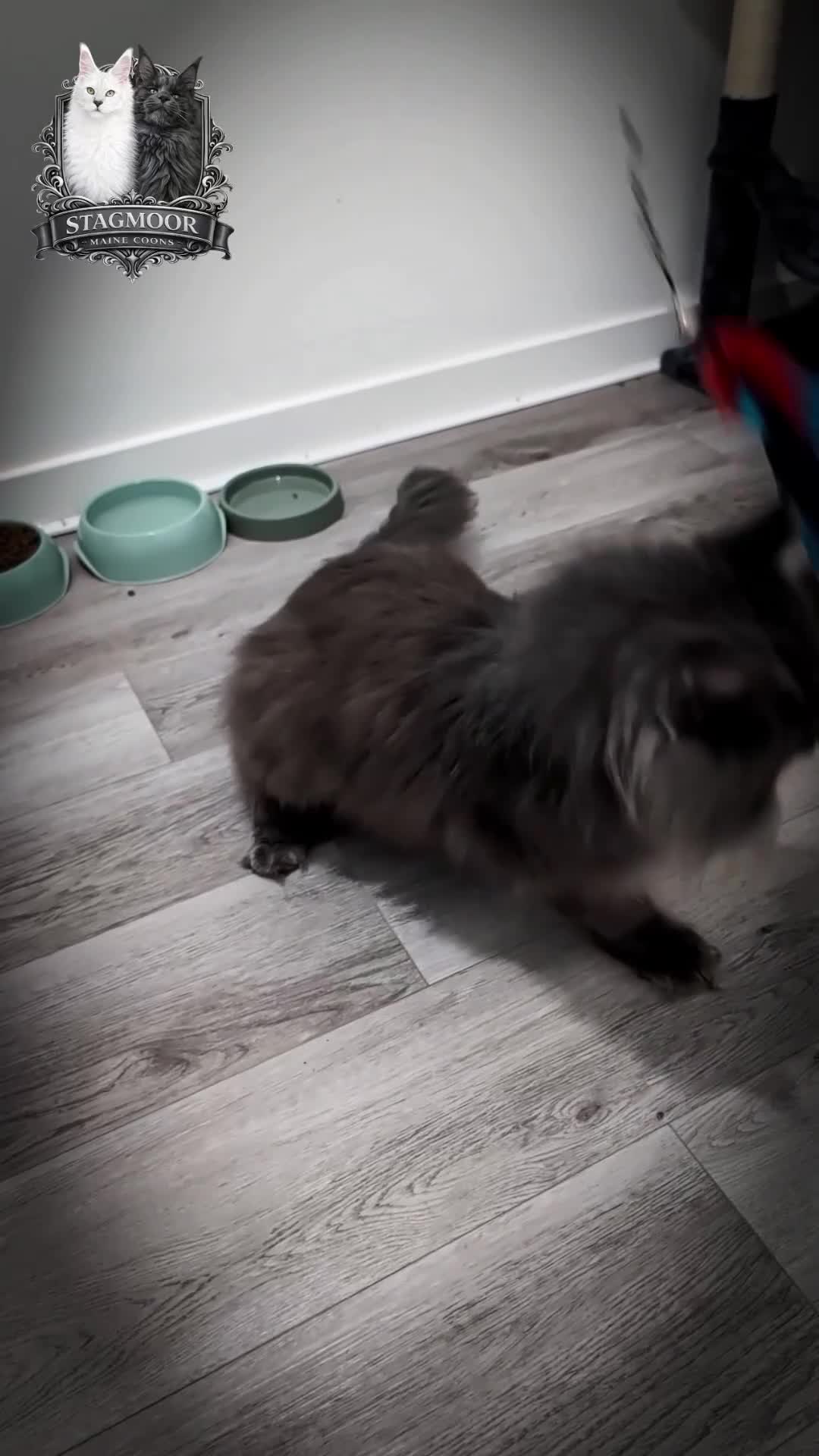 Maine Coon cats for stud: Large Blue Smoke Maine Coon Stud GCCF/TICA  - Video 1