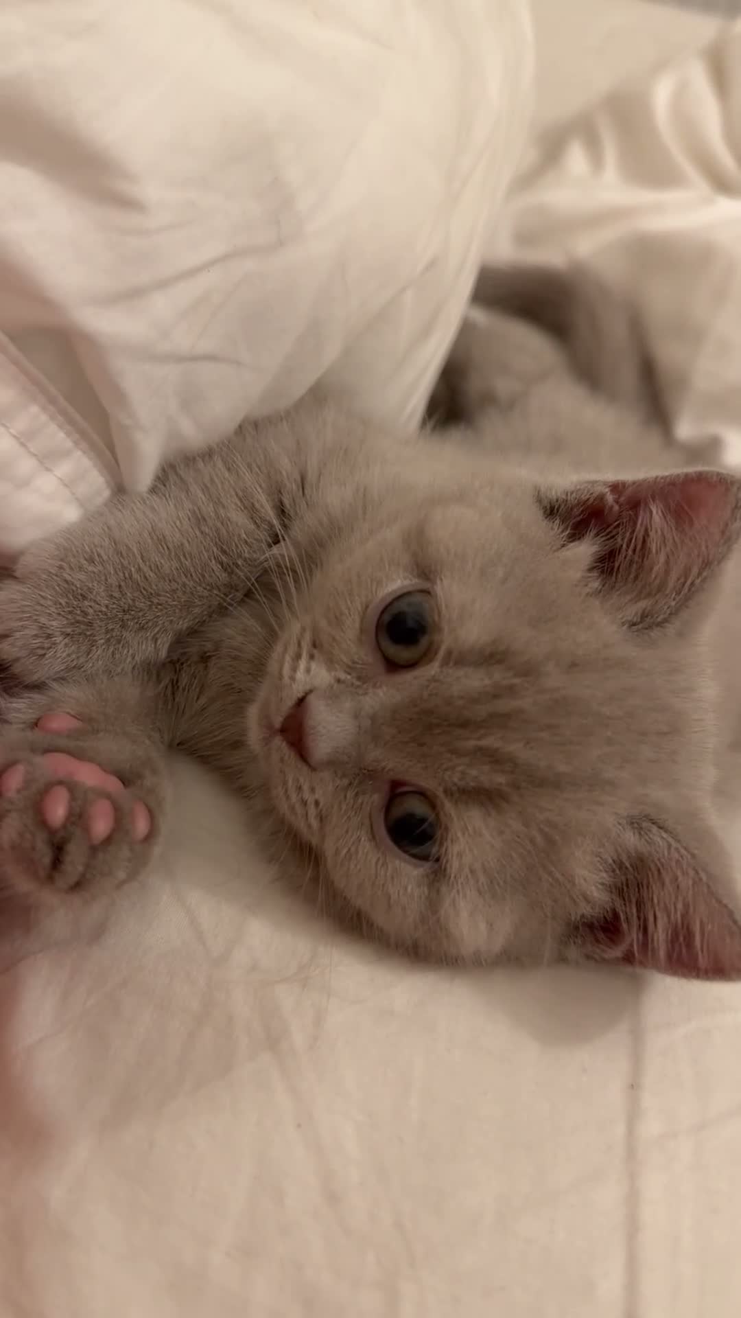British Shorthair cats for sale: Lilac British Shorthair Girl - Video 1