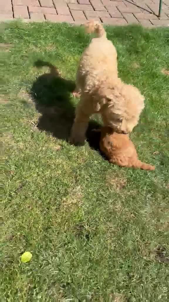 Toy Poodle dogs for sale: Red Toy Poodles - Video 2