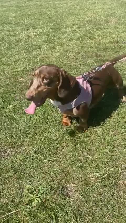 Dachshund dogs for sale: Dachshund looking for her forever home - Video 1