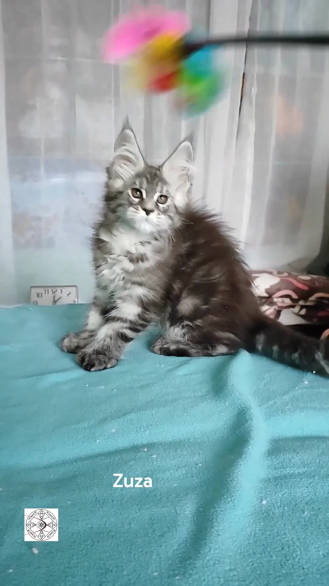 Maine Coon cats for sale: Polidactyl XXL maine coon girl❤️ - Video 2