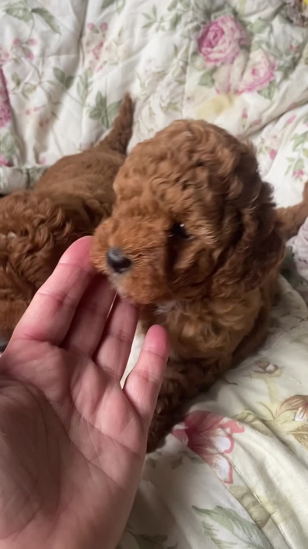 Cockapoo dogs for sale: Fabulous F1b Fox Red Cockapoo Health Cleared - Video 1