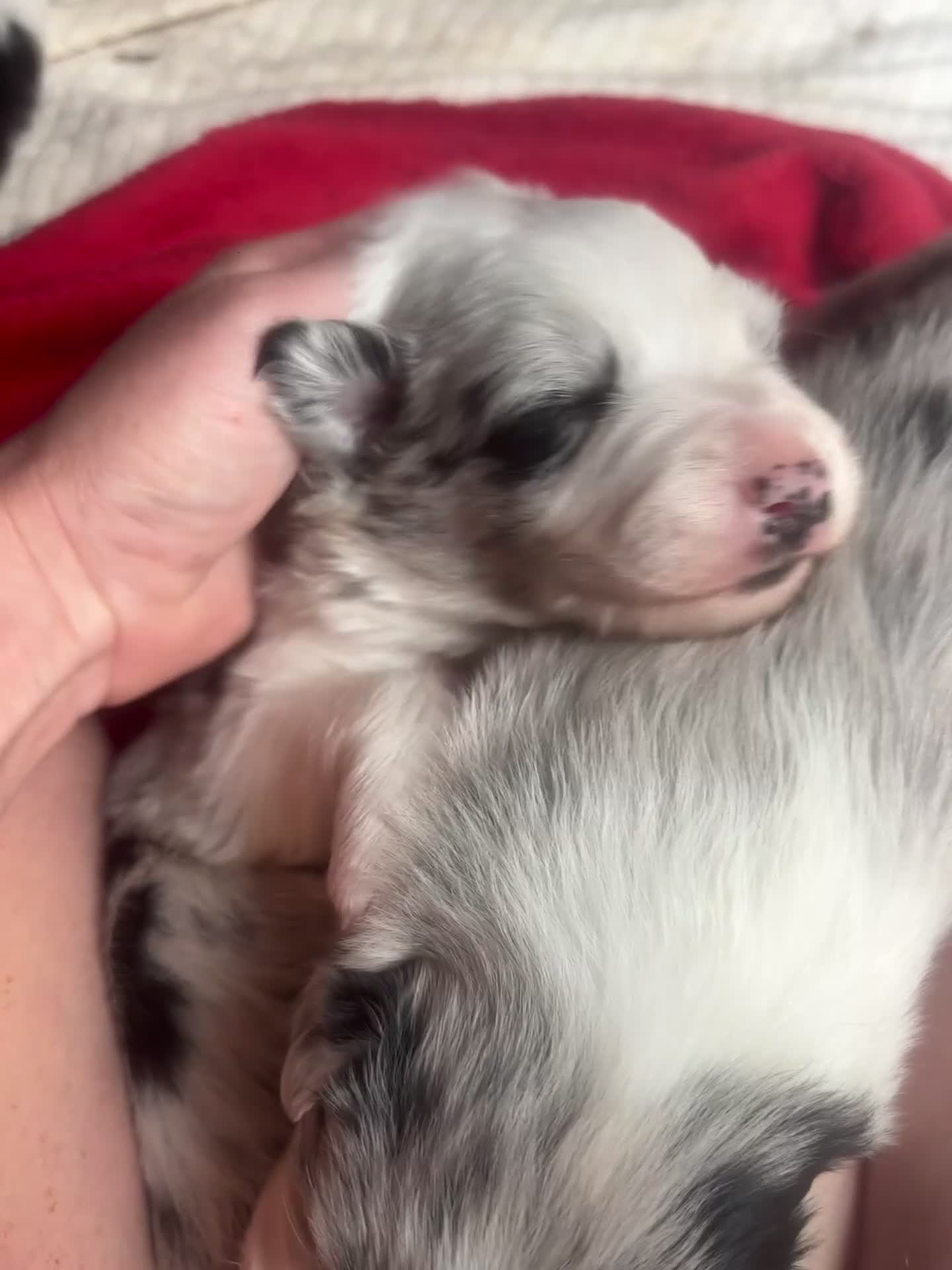 Border Collie dogs for sale: Fluffy long coat Blue merle border collie puppies - Video 2
