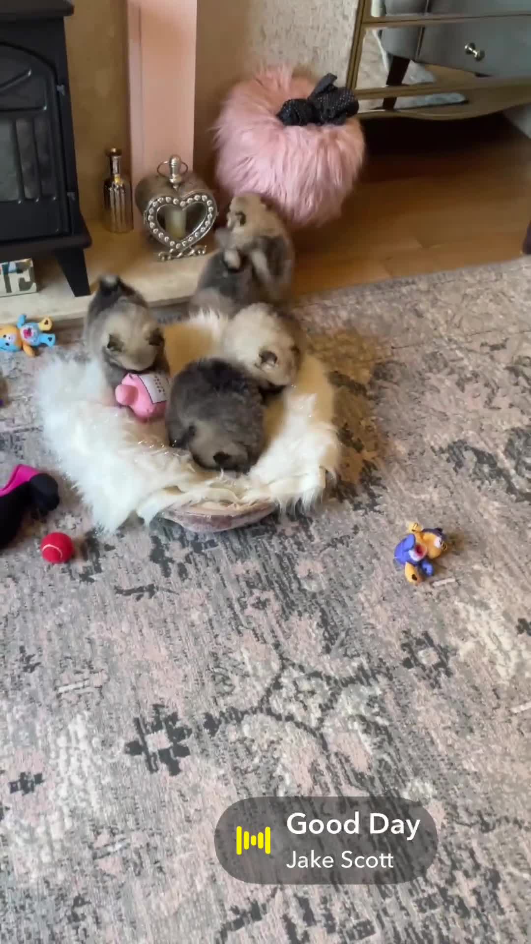 Pomeranian dogs for sale: 💕 Ready now! 1 KC Teddy Bear girl left 💕 - Video 1