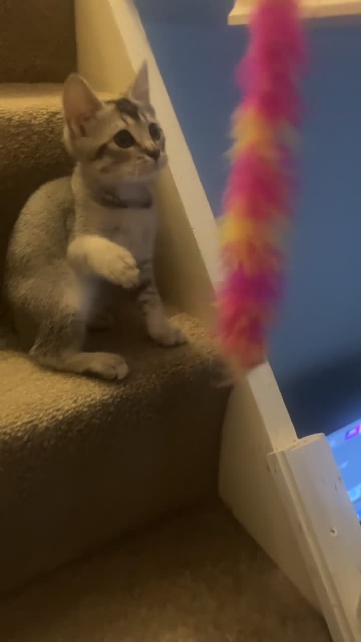 Mixed Breed cats for sale: Ragdoll X British Short Hair - Video 1