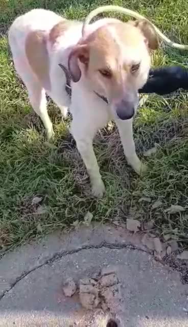 Mixed Breed dogs for adoption: 🤍 JUNIOR – a gentle soul waiting for his family - Video 1