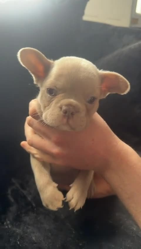 French Bulldog dogs for sale: KC Reg French Bulldog for sale in Saint Helens - Video 4