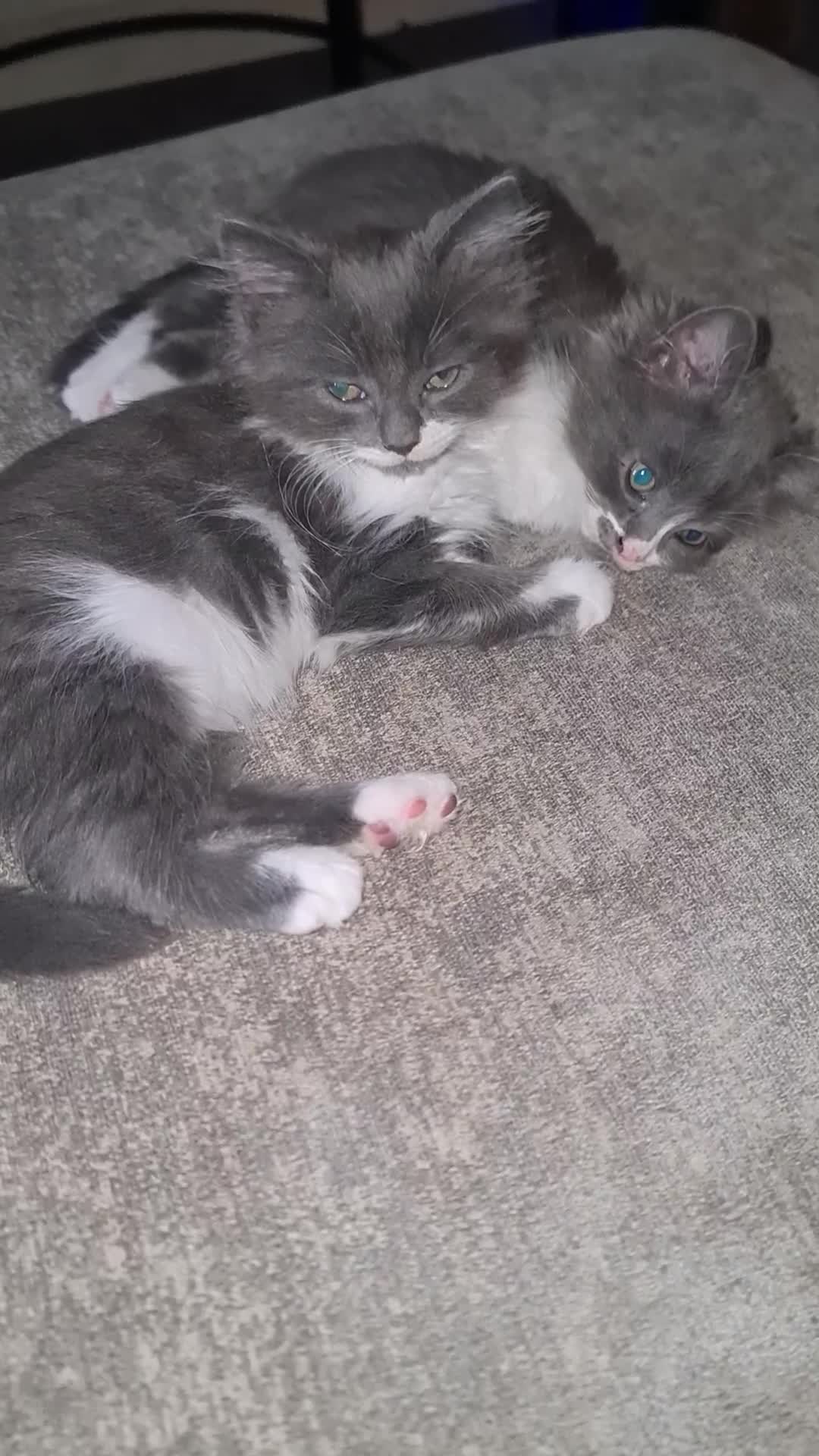 British Longhair cats for sale: Beautiful playful kittens  - Video 1