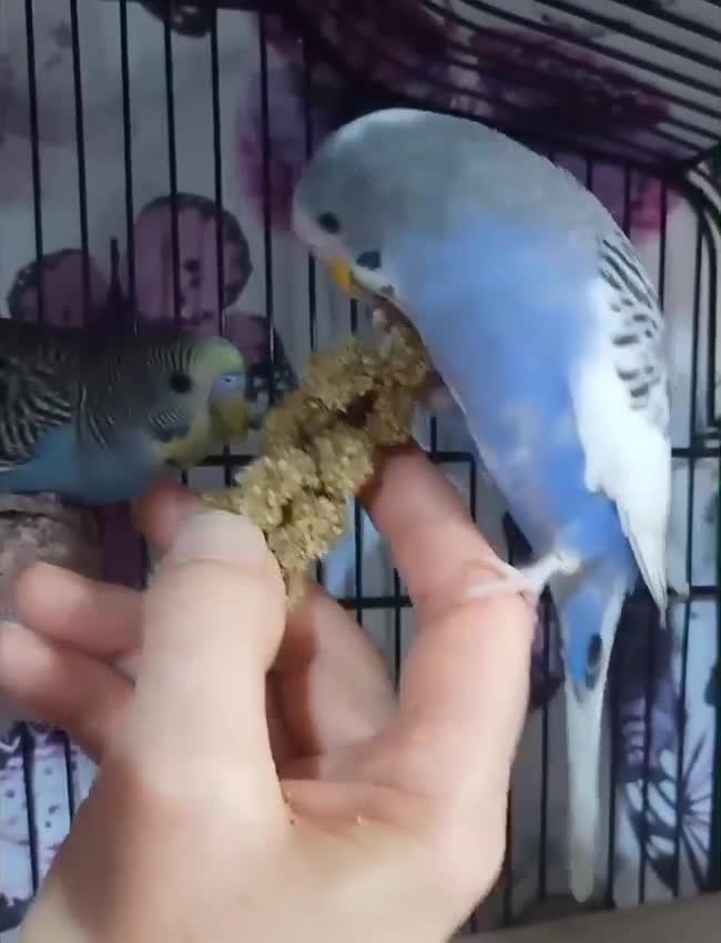 Budgerigars birds for sale: Outstanding pet baby budgies priced from £40 - Video 1