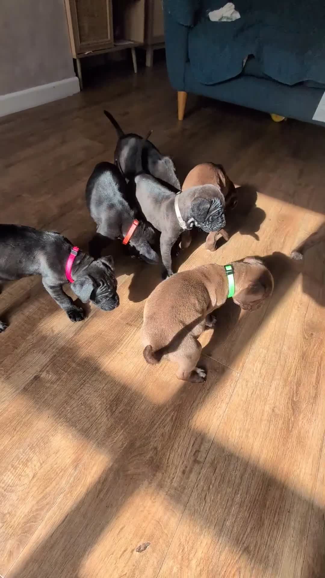 Mixed Breed dogs for sale: dog de bordeaux mixed cross dalmatian  - Video 1