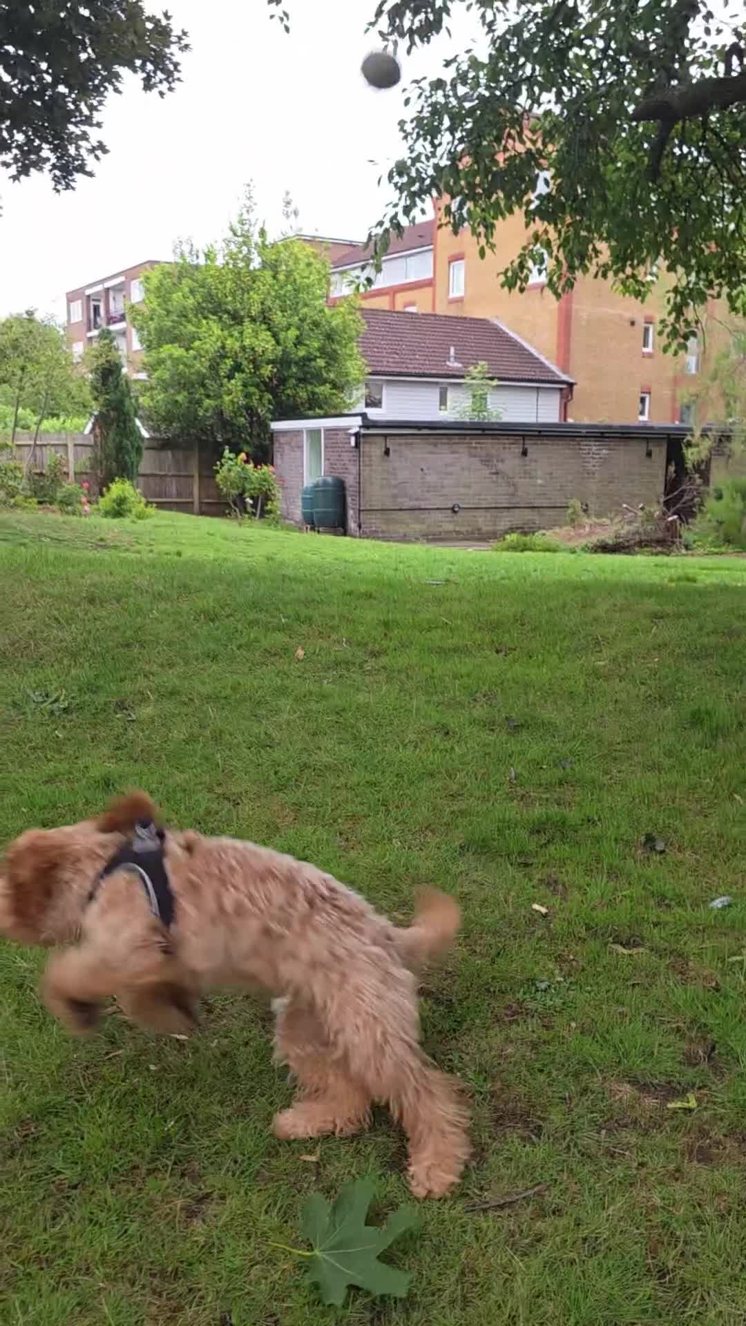 Cockapoo dogs for sale: Cockapoo Puppy – Friendly and Healthy in Kingston upon Thames - Video 3