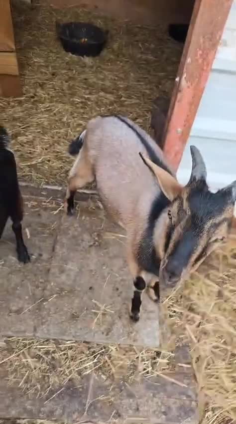 Goats livestock for sale: Billy Goat for sale - Video 1
