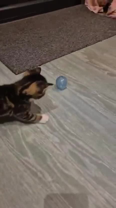 Bengal cats for sale: Bengal cross kittens - Video 1