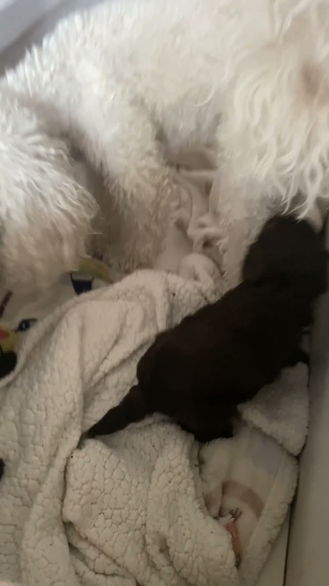 Cavapoo dogs for sale: 🤎🐾 Gorgeous Chocolate Cavapoo Puppies 🐾🤎 in Southend-on-Sea - Video 3