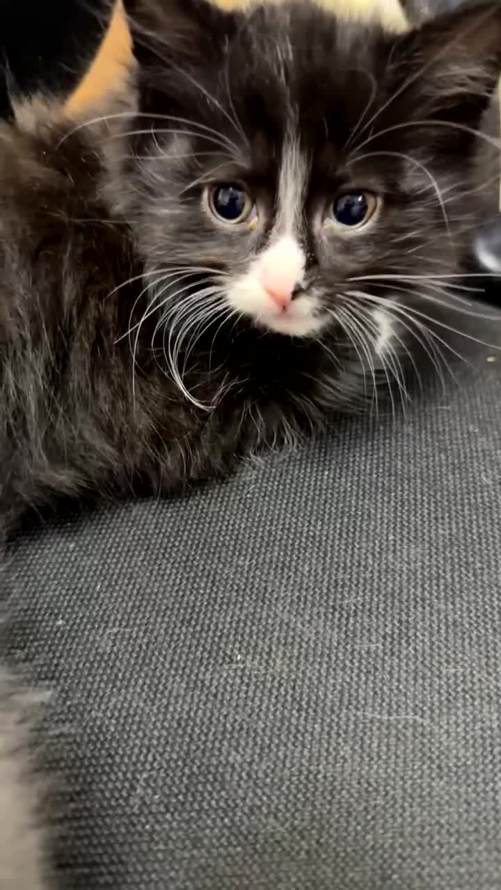 Mixed Breed cats for sale: Maine Coon x British shorthair - Video 3