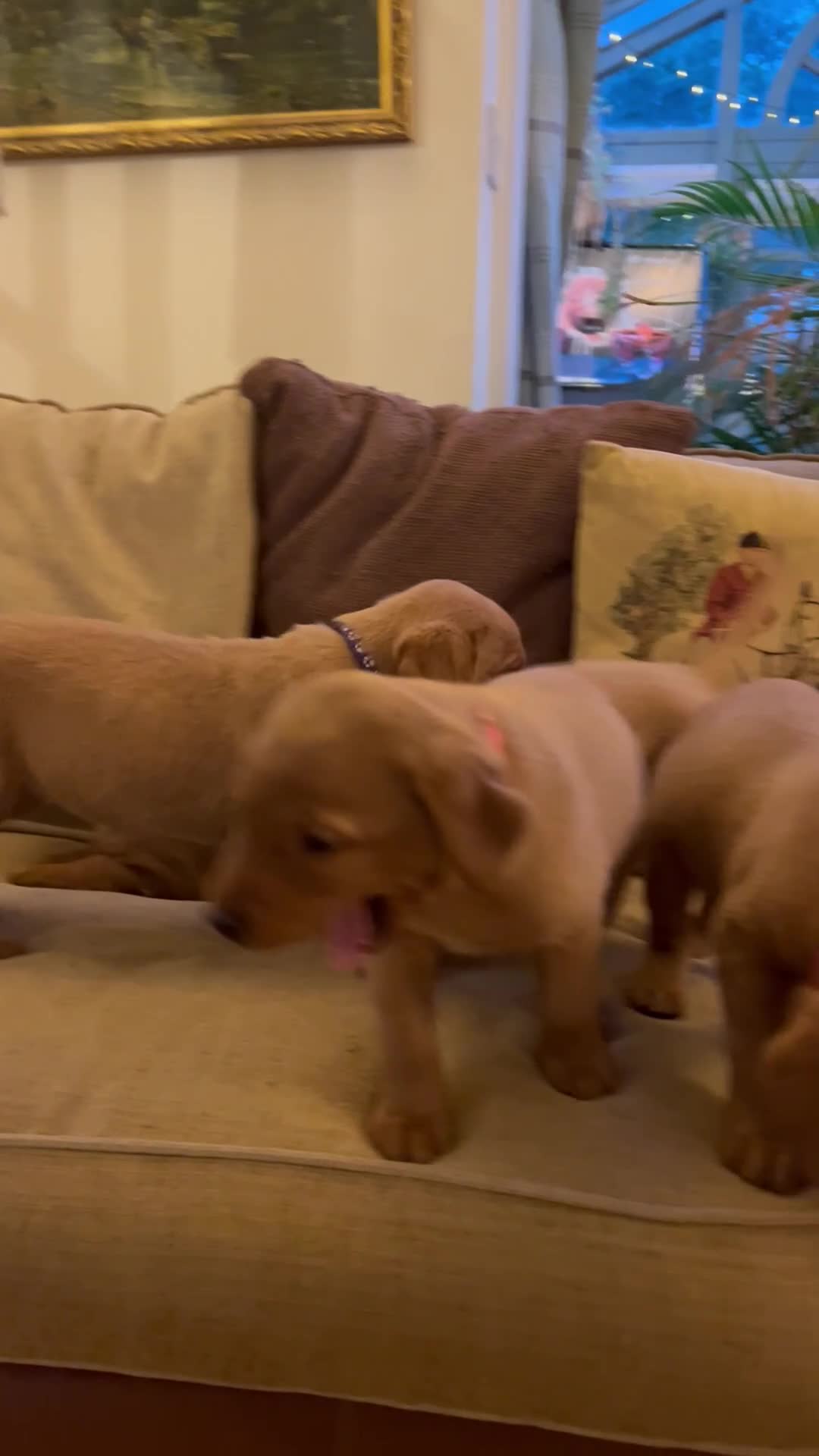 Labrador Retriever dogs for sale: Stunning KC Fox Reds  - Video 1