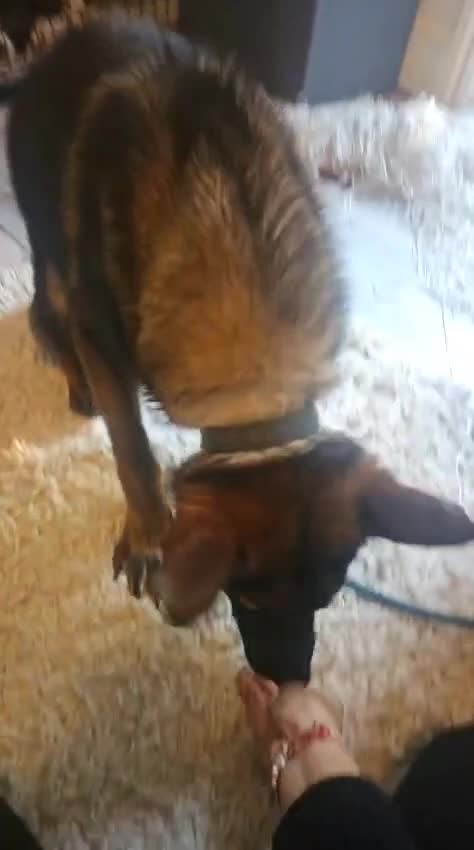 German Shepherd dogs for sale: Katie Potter - Video 3