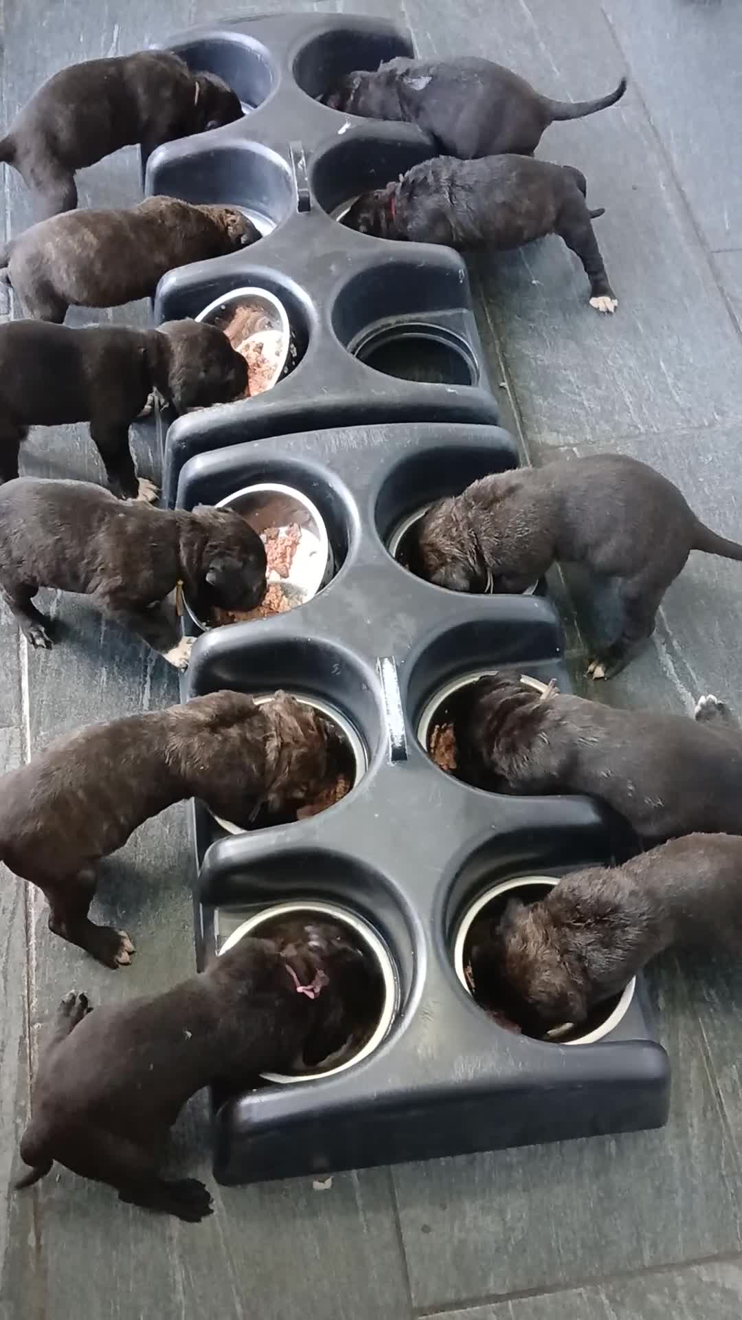 Cane Corso dogs for sale: Corso Mastiff Puppies  - Video 1