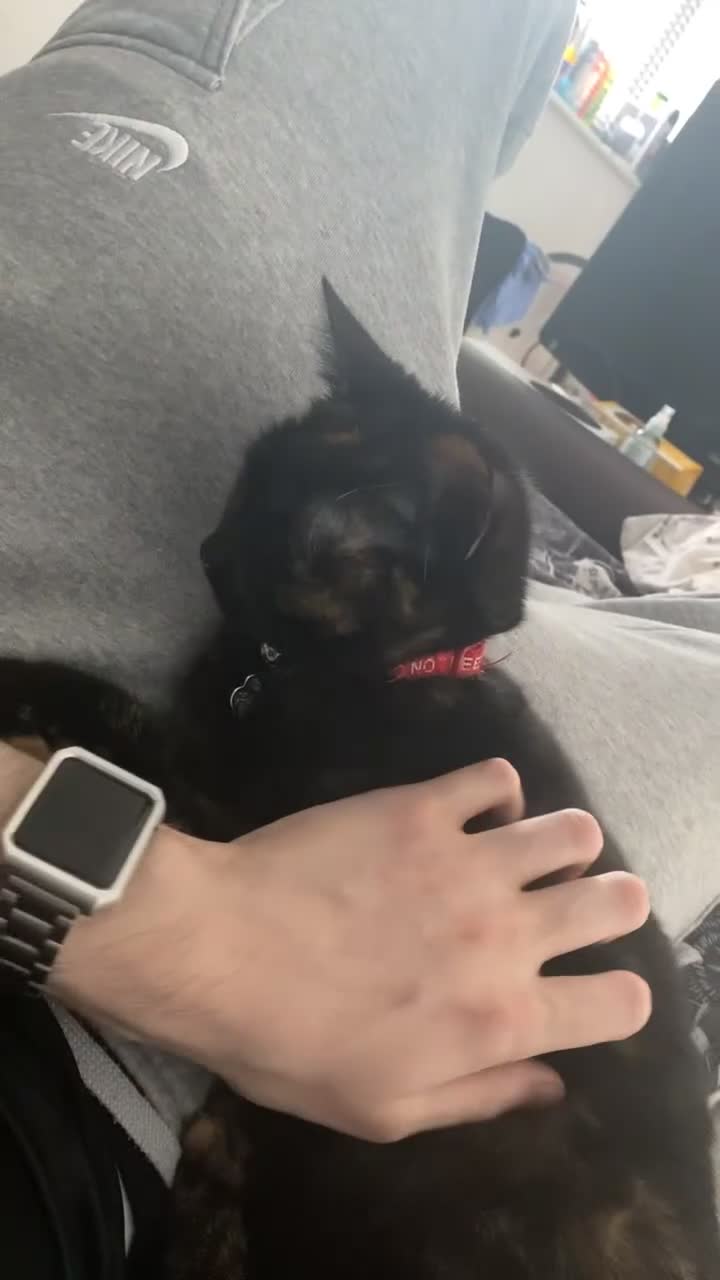 Ragdoll cats for sale: Milo & Smudge - Video 3