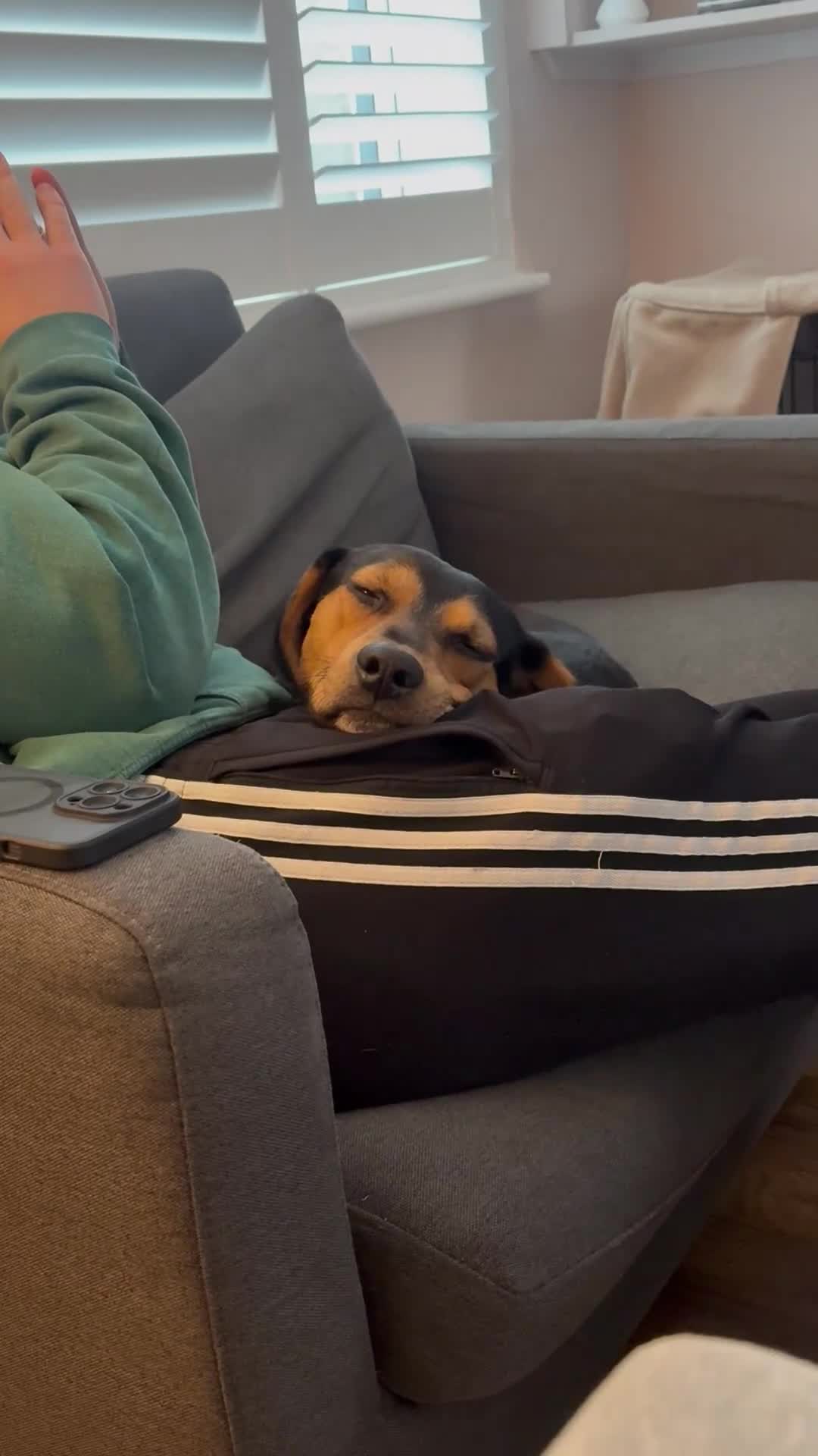 Mixed Breed dogs for adoption: URGENT: Ivan (Greek Harehound) - Video 4
