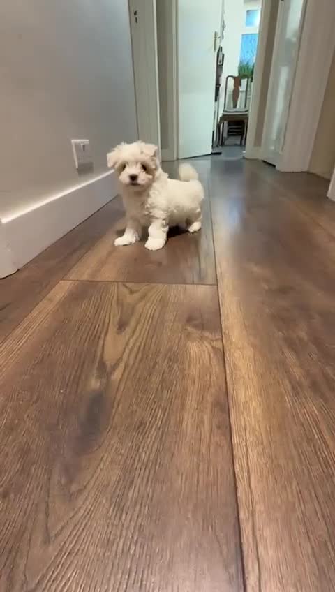 Maltese dogs for sale: ✨ Mini Korean Maltese Puppies, boy and girl ✨ - Video 2