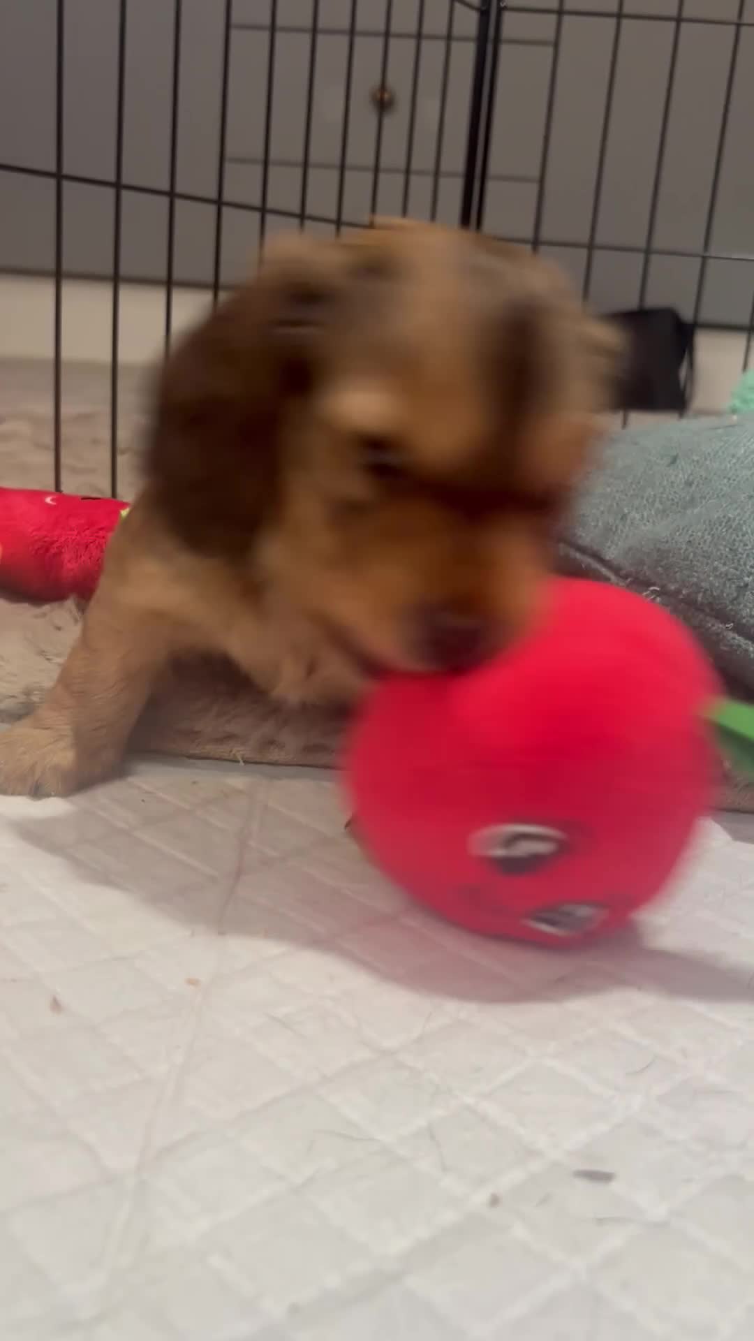 Miniature Dachshund dogs for sale: 4 Beautiful Miniature Dachshunds ❤️ in Haywards Heath - Video 2