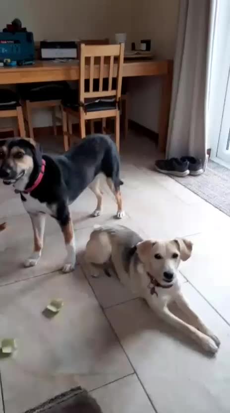Mixed Breed dogs for adoption: Shannon, 6 months approx, Available for adoption. - Video 1