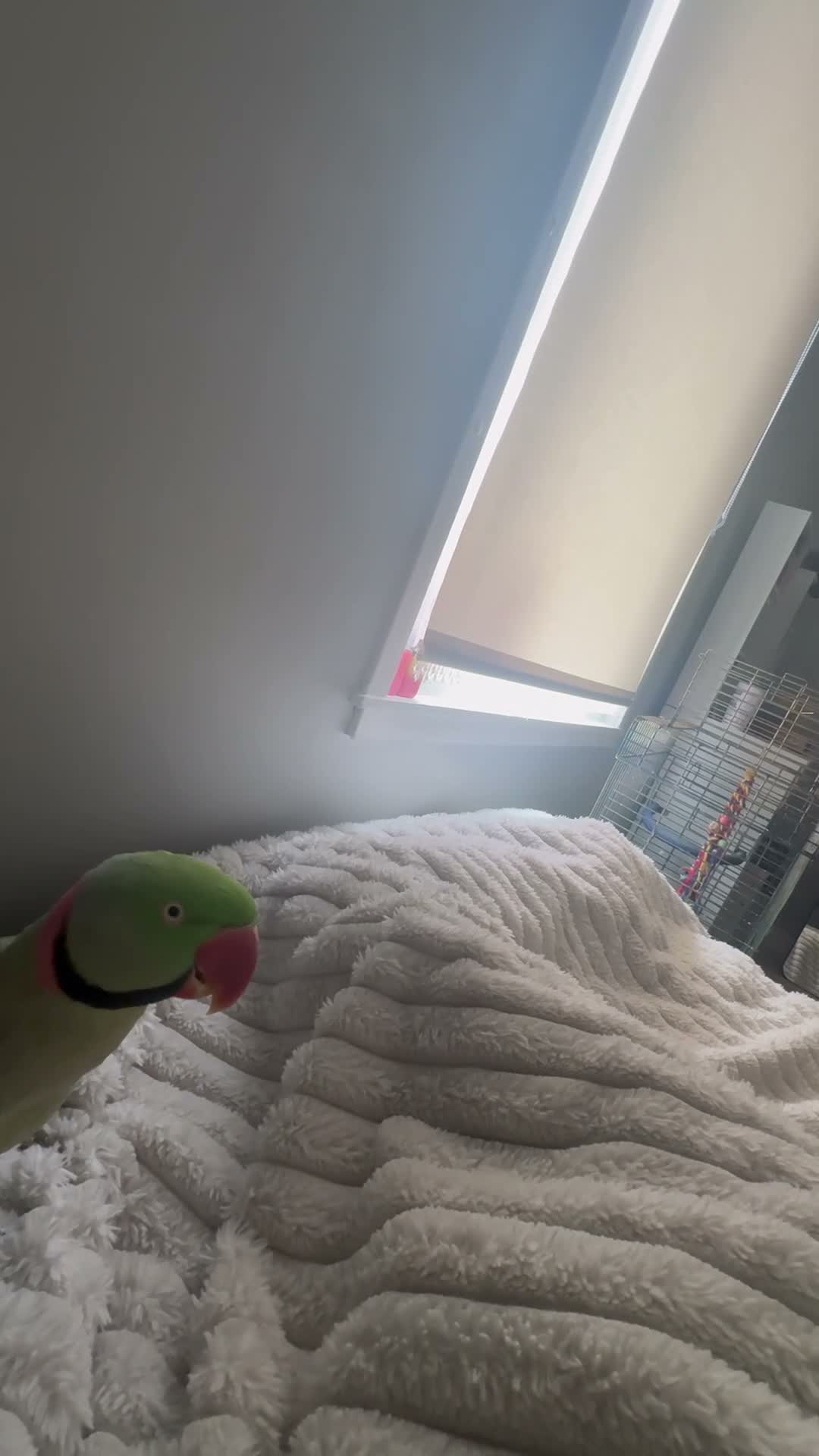 Parakeets birds for sale: alexandrine parrot  in Carluke - Video 2