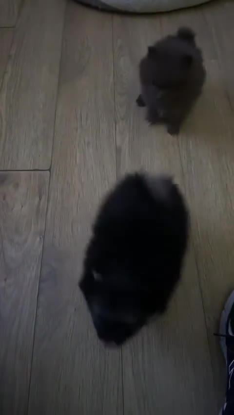 Pomeranian dogs for sale: 2 little Pomeranian Boys   - Video 1