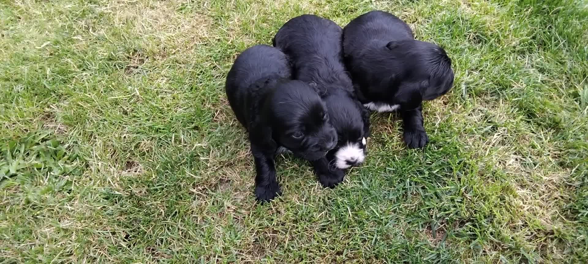 Cocker Spaniel dogs for sale: KC registered working cocker spaniel puppies. - Video 1